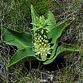 Eucomis autumnalis, Naude's Nek, Mary Sue Ittner [Shift+click to enlarge, Click to go to wiki entry]