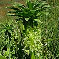 Eucomis autumnalis ssp. amaryllidifolia, Waainek, Cameron McMaster