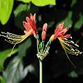 Eucrosia bicolor, Nhu Nguyen