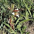 Eulophia macowanii, Bob Rutemoeller