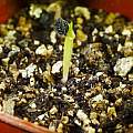 Ferraria crispa seedlings, David Pilling