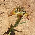 Ferraia variabilis, Knersvlakte, Cameron McMaster