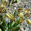 Ferraria variabilis, Cameron McMaster [Shift+click to enlarge, Click to go to wiki entry]