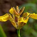 Ferraria welwitschii, Martin Bohnet