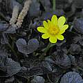 was Ranunculus ficaria, now Ficaria verna'Brazen Hussey', Mary Sue Ittner