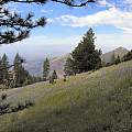 summit, Figueroa Mountain, Mary Sue Ittner