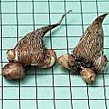 Freesia caryophyllacea corms, Mary Sue Ittner