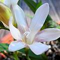 Freesia caryophyllacea flower, Mary Sue Ittner