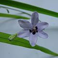 Freesia laxa ssp. azurea, four marked petals, Diane Whitehead