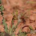Freesia viridis ssp crispifolia, Nick Helme, iNaturalist, CC BY-SA