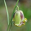 Fritillaria acmopetala, Mary Sue Ittner [Shift+click to enlarge, Click to go to wiki entry]
