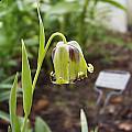 Fritillaria acmopetala, Arnold Trachtenberg [Shift+click to enlarge, Click to go to wiki entry]