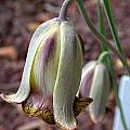 Fritillaria acmopetala, John Lonsdale [Shift+click to enlarge, Click to go to wiki entry]