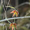 Fritillaria affinis, Nhu Nguyen