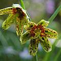 Fritillaria affinis, Mary Sue Ittner [Shift+click to enlarge, Click to go to wiki entry]