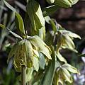 Fritillaria affinis, Jane McGary [Shift+click to enlarge, Click to go to wiki entry]