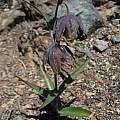 Fritillaria affinis var. tristulis, Mt. Tamalpais, Nhu Nguyen