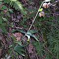 Fritillaria affinis, Sonoma Co., Mary Sue Ittner