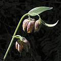 Fritillaria affinis, Mary Sue Ittner [Shift+click to enlarge, Click to go to wiki entry]