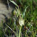 Fritillaria agrestis, Mary Gerritsen [Shift+click to enlarge, Click to go to wiki entry]