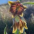 Fritillaria agrestis, Dee Shea Himes, Calflora, CC-BY-NC
