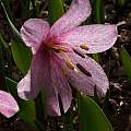 Fritillaria alburyana, Cedrik Haskovec [Shift+click to enlarge, Click to go to wiki entry]