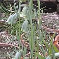 Fritillaria alfredae ssp. glaucoviridis, Jane McGary [Shift+click to enlarge, Click to go to wiki entry]