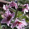 Fritillaria ariana, Jane McGary [Shift+click to enlarge, Click to go to wiki entry]