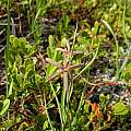 Fritillaria atropurpurea, Lakes Basin, Mary Sue Ittner [Shift+click to enlarge, Click to go to wiki entry]