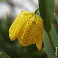 Fritillaria aurea, Arnold Trachtenberg [Shift+click to enlarge, Click to go to wiki entry]