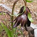 Fritillaria biflora, Mary Sue Ittner [Shift+click to enlarge, Click to go to wiki entry]