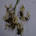 Fritillaria biflora,  was F. 'grayana', bulb, Jim McKenney
