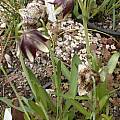 Fritillaria hybrids, Jane McGary