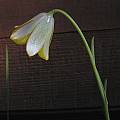 Fritillaria bithynica, Mary Sue Ittner [Shift+click to enlarge, Click to go to wiki entry]