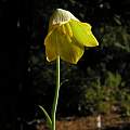 Fritillaria bithynica, Mary Sue Ittner Fritillaria bithynica, Mary Sue Ittner