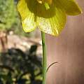 Fritillaria bithynica, Mary Sue Ittner Fritillaria bithynica, Mary Sue Ittner