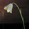 Fritillaria bithynica, Mary Sue Ittner Fritillaria bithynica, Mary Sue Ittner