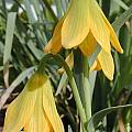 Fritillaria carica, John Lonsdale [Shift+click to enlarge, Click to go to wiki entry]