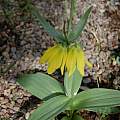 Fritillaria chitralensis, Jane McGary [Shift+click to enlarge, Click to go to wiki entry]