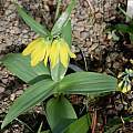 Fritillaria chitralensis, Jane McGary