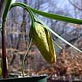 Fritillaria collina, John Lonsdale
