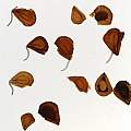 Fritillaria conica, seed, transmitted light 14th April 2013, David Pilling