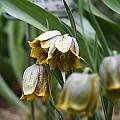 Fritillaria crassifolia, Arnold Trachtenberg