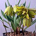 Fritillaria crassifolia, Ian Young