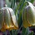 Fritillaria kurdica, syn. Fritillaria crassifolia ssp. kurdica, John Lonsdale Fritillaria kurdica, syn. Fritillaria crassifolia ssp. kurdica, John Lonsdale