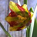 Fritillaria kurdica, syn. Fritillaria crassifolia ssp. kurdica, John Lonsdale Fritillaria kurdica, syn. Fritillaria crassifolia ssp. kurdica, John Lonsdale