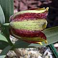 Fritillaria kurdica, syn. Fritillaria crassifolia ssp. kurdica, John Lonsdale Fritillaria kurdica, syn. Fritillaria crassifolia ssp. kurdica, John Lonsdale