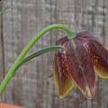 Fritillaria davisii, Mary Sue Ittner [Shift+click to enlarge, Click to go to wiki entry]