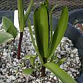 Fritillaria eastwoodiae, Dirk Wallace