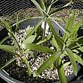 Fritillaria eastwoodiae, Dirk Wallace